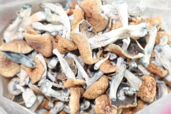 Burmese Magic Mushrooms