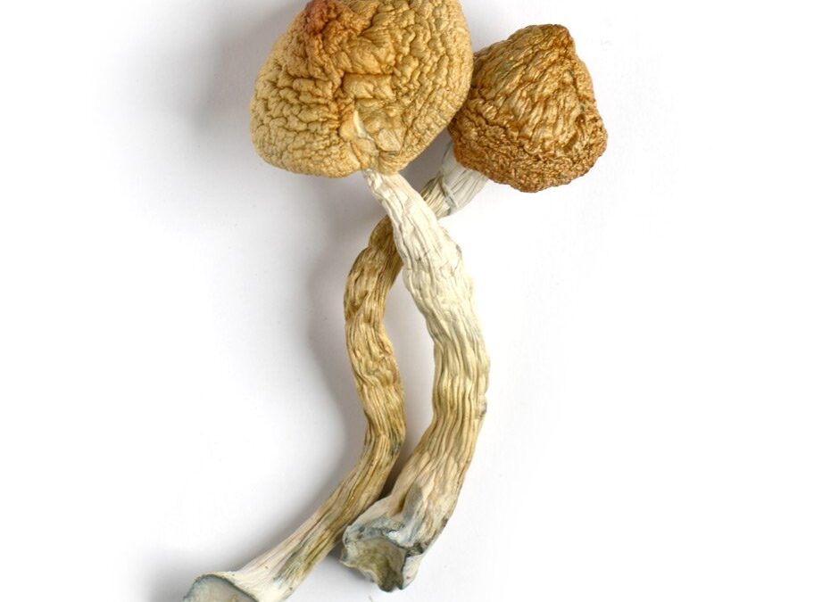 Mellow Mushroom: A Psychedelic Journey into Healing and Wellness