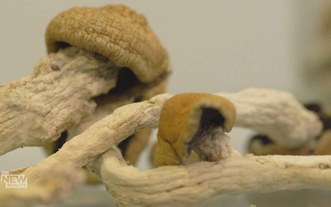 How can I ensure I’m storing my psilocybin mushrooms properly