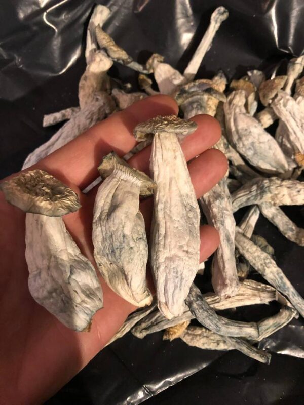 Albino P.E Mushroom for sale in San Francisco