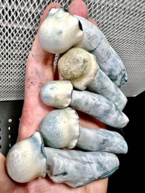 Amazonian Magic Mushrooms – Potent and Visual Trips from the Jungle
