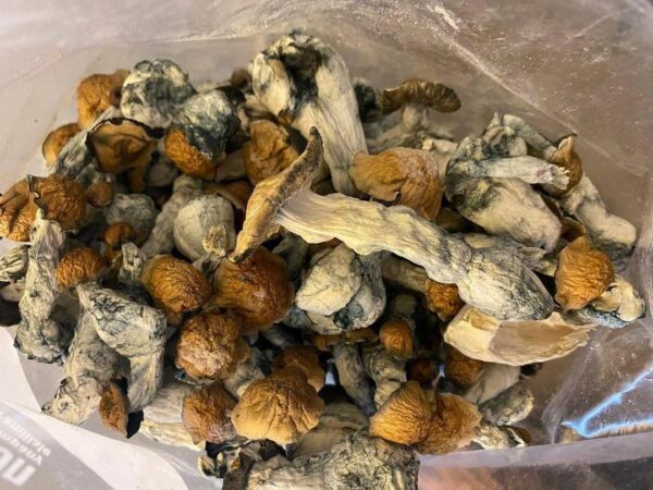 Buy Golden Teacher magic mushrooms online-Best for Spiritual Awakening & Guided trips