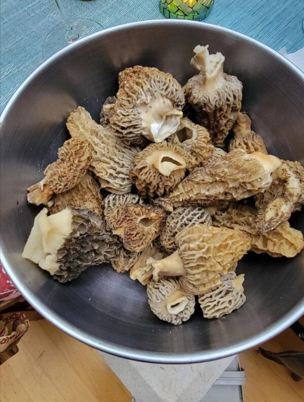 Buy Morel Mushrooms in the USA