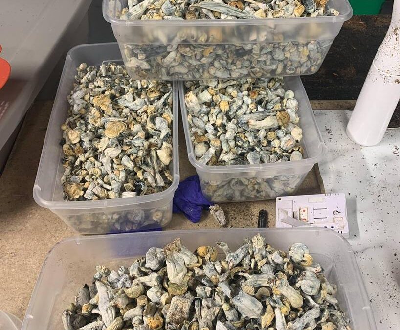 How Can I Prepare My Body and Mind for a Deep Psilocybin Journey?