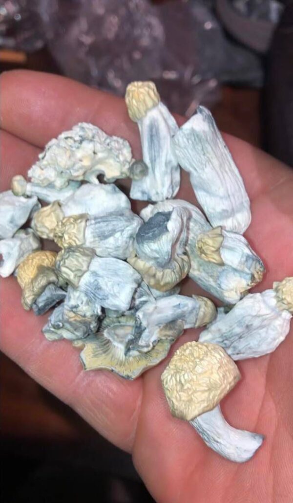 Magic Mushroom Shop: Discover the Best Psilocybin Products for Mind, Body & Soul