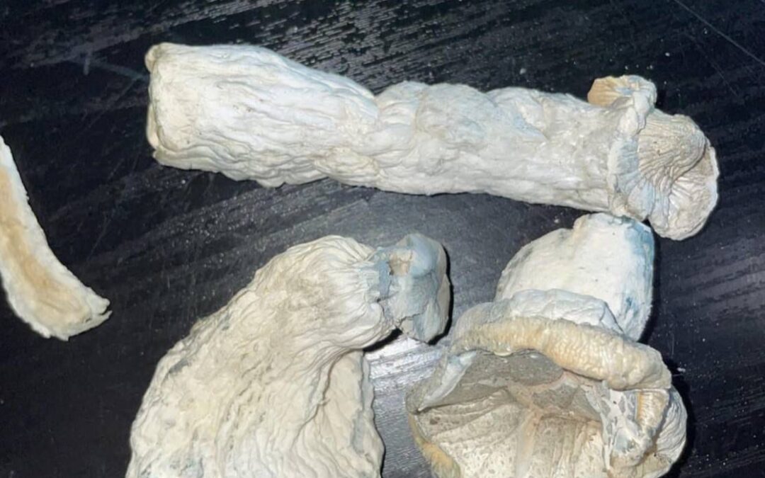 How Do I Integrate Psychedelic Insights into Work, Creativity, or Relationships?