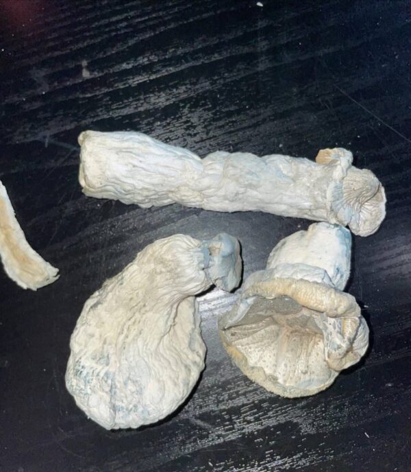 Buy Malabar Magic Mushrooms – A Potent Psychedelic for Mind Expansion