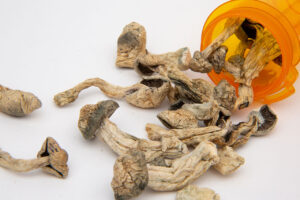 Are there specific growing conditions that affect the potency of psilocybin mushrooms